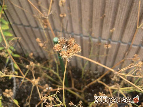 オルラヤ(オルレア)のタネ採取 2024/7/10