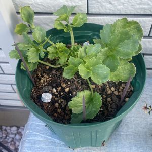 ラナンキュラス球根(パステルミックス)2/10