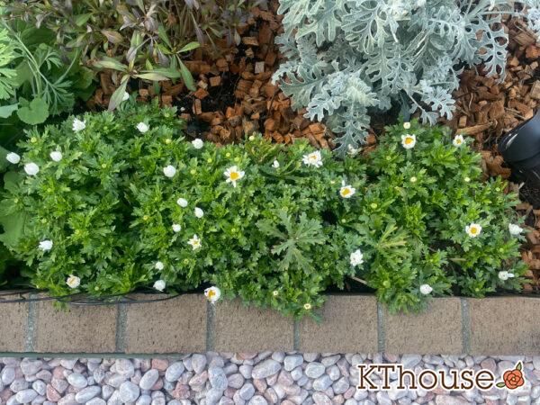 クリサンセマム(ノースポール/Chrysanthemum)2024/2/10