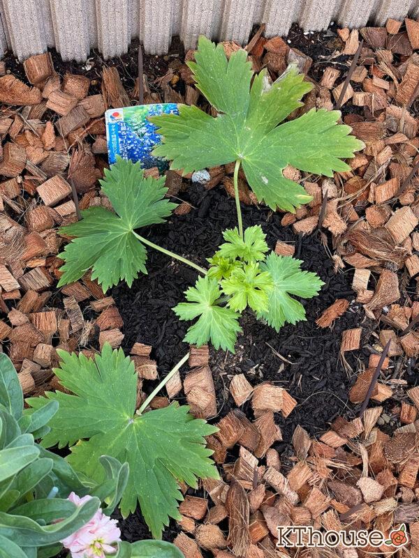 デルフィニウムF1オーロラ・ブルーインプ 2024/2/10