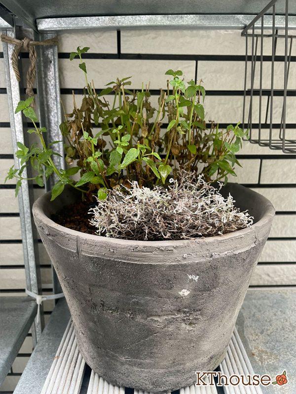 PWネメシア アロマンス バニラチェリー、カロケファルス シルバーブッシュ 2024/7/13