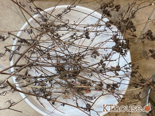 オルレア・オルラヤ（ホワイトレースフラワー）（Orlaya grandiflora 'Pieris White'）2024/7/14