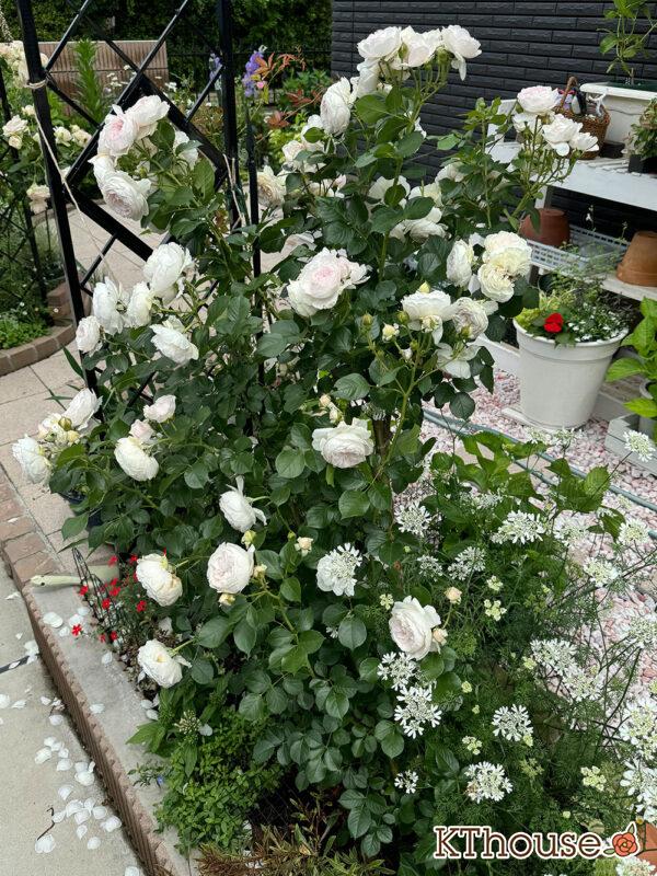 シュラブローズ・バラ「クリスティアーナ(christiana)」2025/5/18