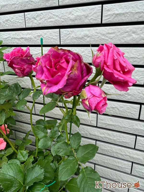 切りバラ挿し木苗 2025/5/18