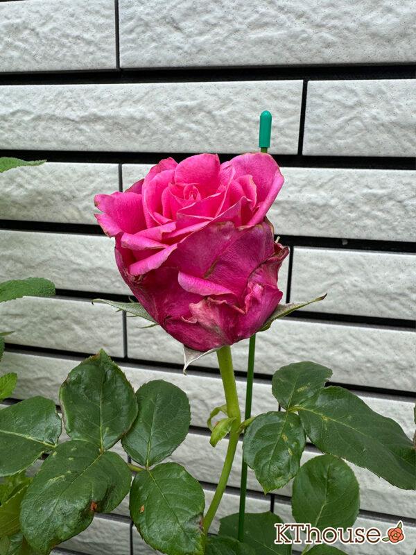 切りバラ挿し木苗 2025/5/18