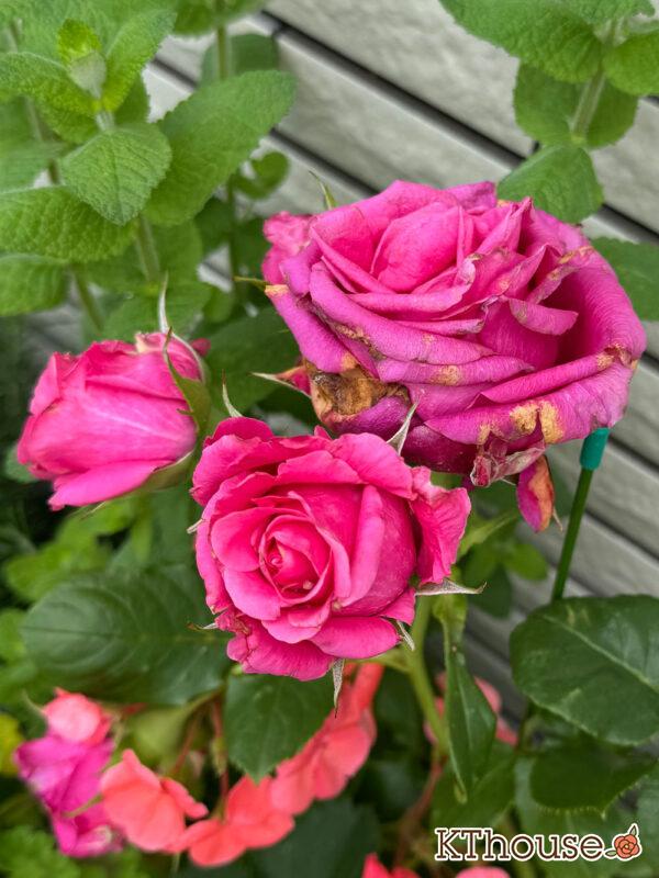 切りバラ挿し木苗 2025/5/18