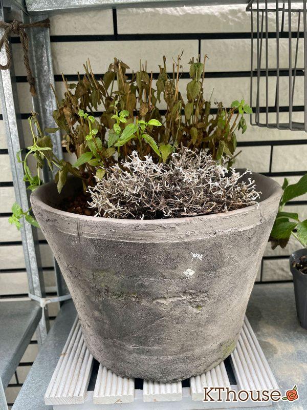 PWネメシア アロマンス バニラチェリー、カロケファルス シルバーブッシュ 2024/7/17