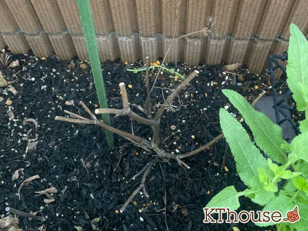 オルレア・オルラヤ（ホワイトレースフラワー）（Orlaya grandiflora 'Pieris White'）2024/7/18