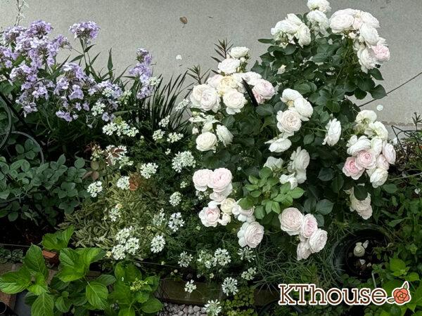 オルラヤ・オルレア(ホワイトレースフラワー)(Orlaya grandiflora)2025/5/19