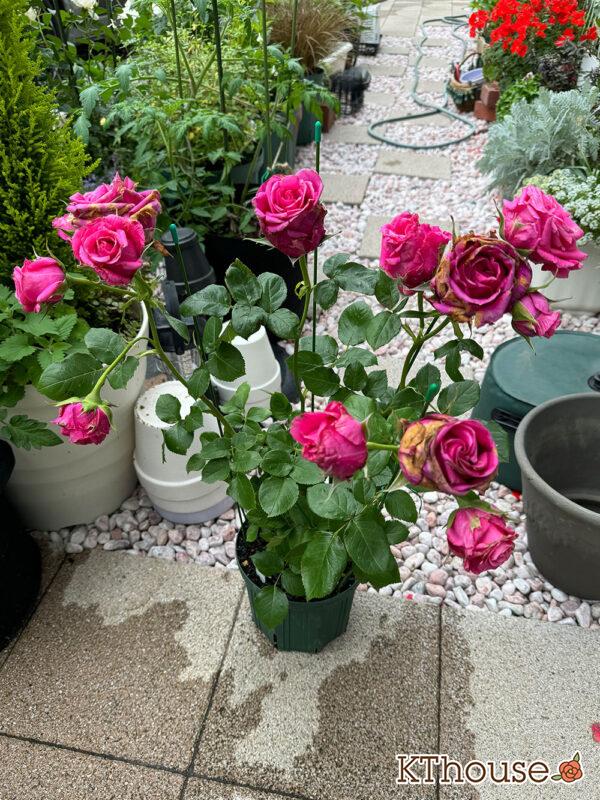 切りバラ挿し木苗 2025/5/19