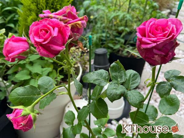 切りバラ挿し木苗 2025/5/19