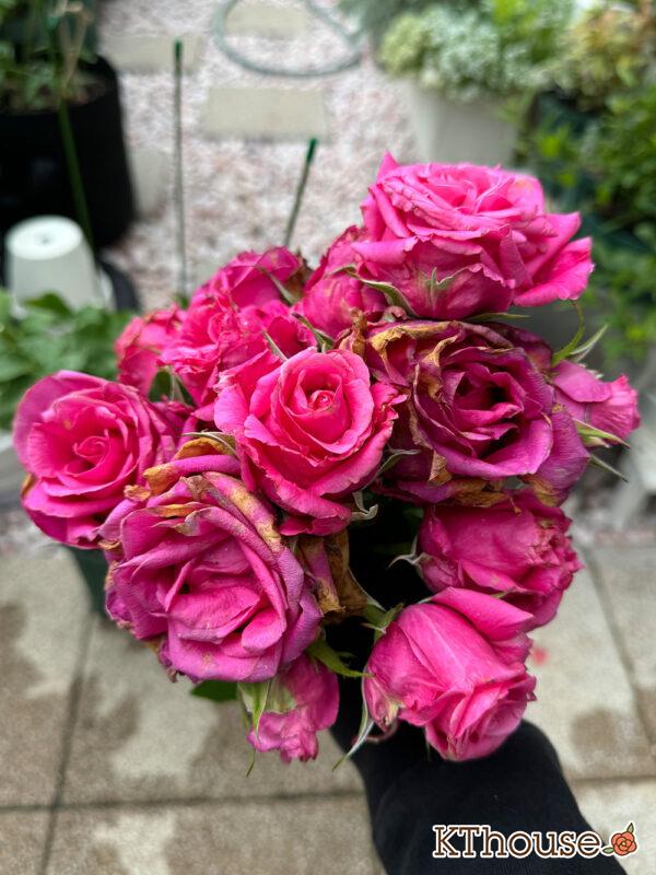 切りバラ挿し木苗 2025/5/19