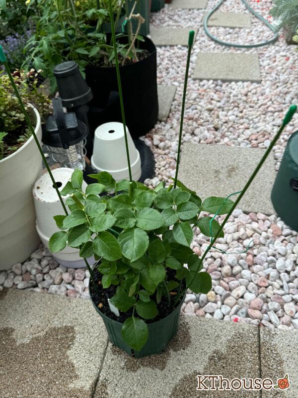 切りバラ挿し木苗 2025/5/19