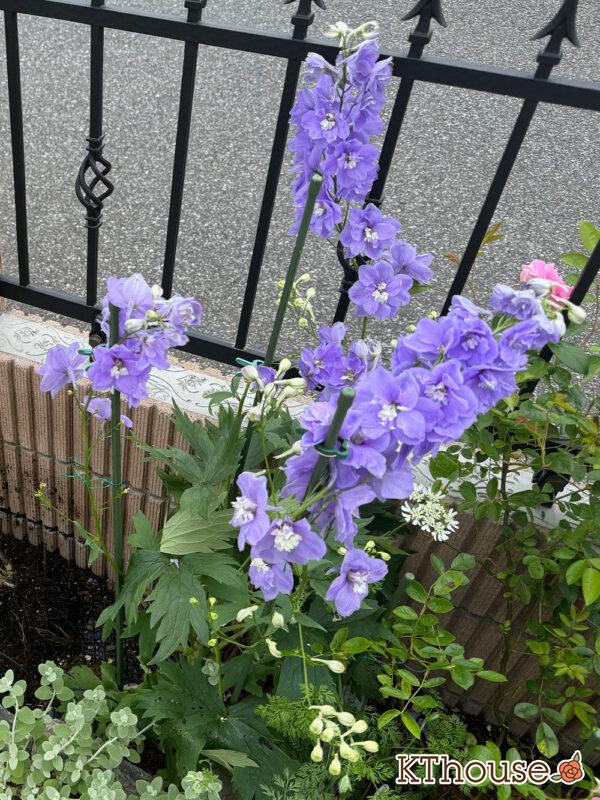 デルフィニウム・オーロラ ラベンダー 2025/5/19