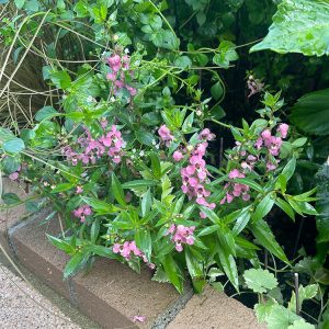 アンゲロニア 地植え 2024/7/19