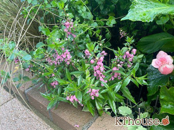 アンゲロニア 地植え 2024/7/19