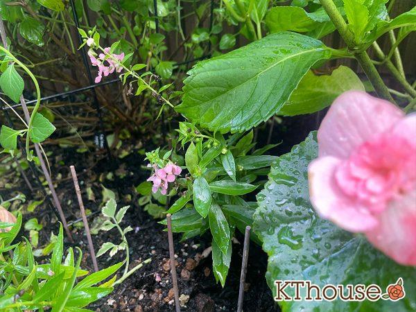 アンゲロニア 地植え 2024/7/19