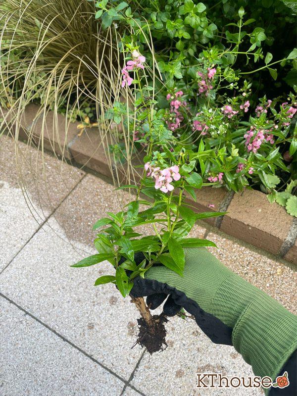 アンゲロニア 地植え 2024/7/19