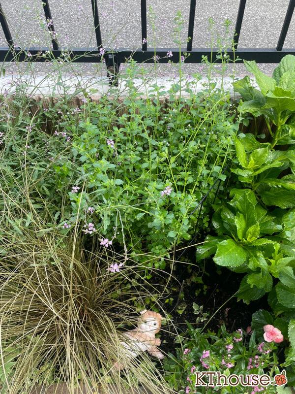 カラミンサ・ネペタ(Calamintha nepeta) 2024/7/19