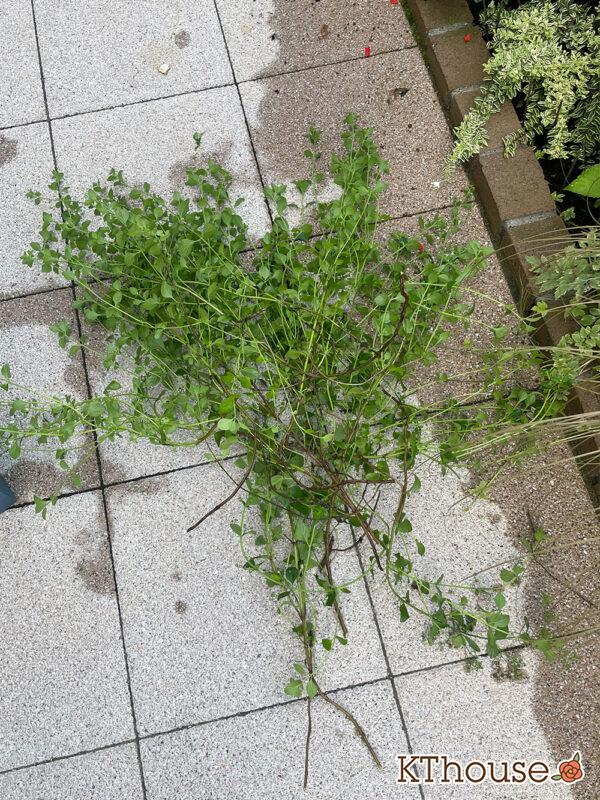 カラミンサ・ネペタ(Calamintha nepeta) 2024/7/19