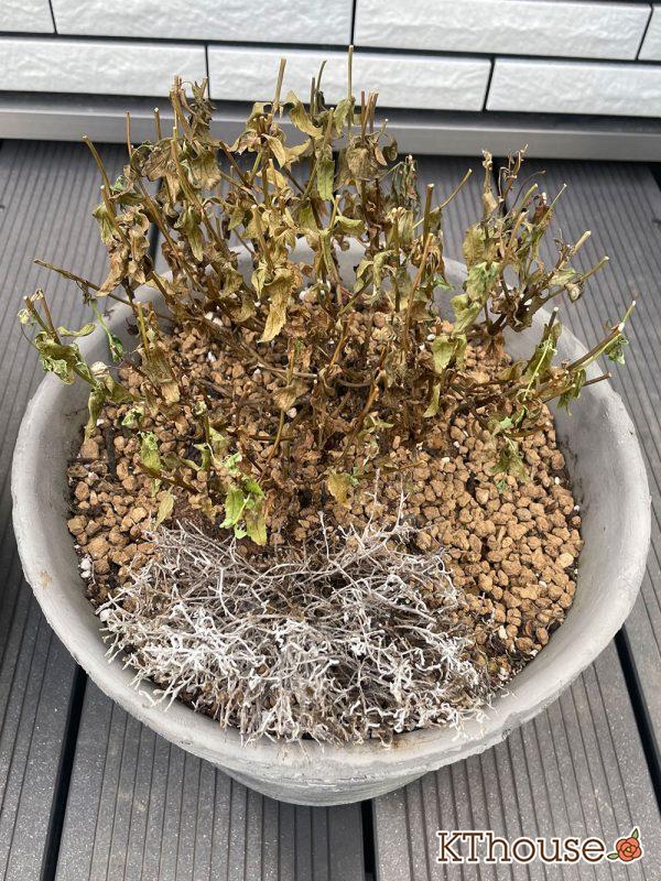 PWネメシア アロマンス バニラチェリー、カロケファルス シルバーブッシュ 2024/7/19