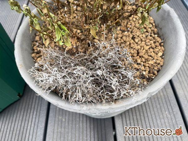 シルバーブッシュ カロケファルス プラチーナ 2024/7/19