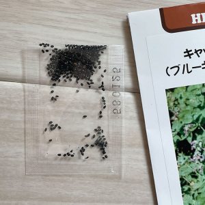 キャットミント(ブルーキャットニップ)の種 2/14