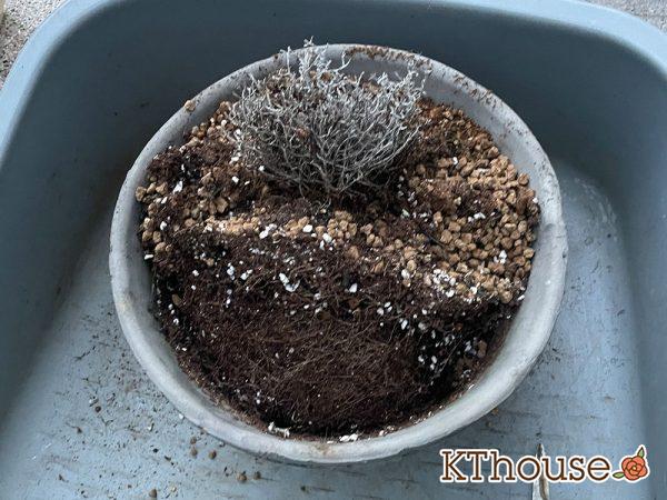 シルバーブッシュ カロケファルス プラチーナ 2024/7/19