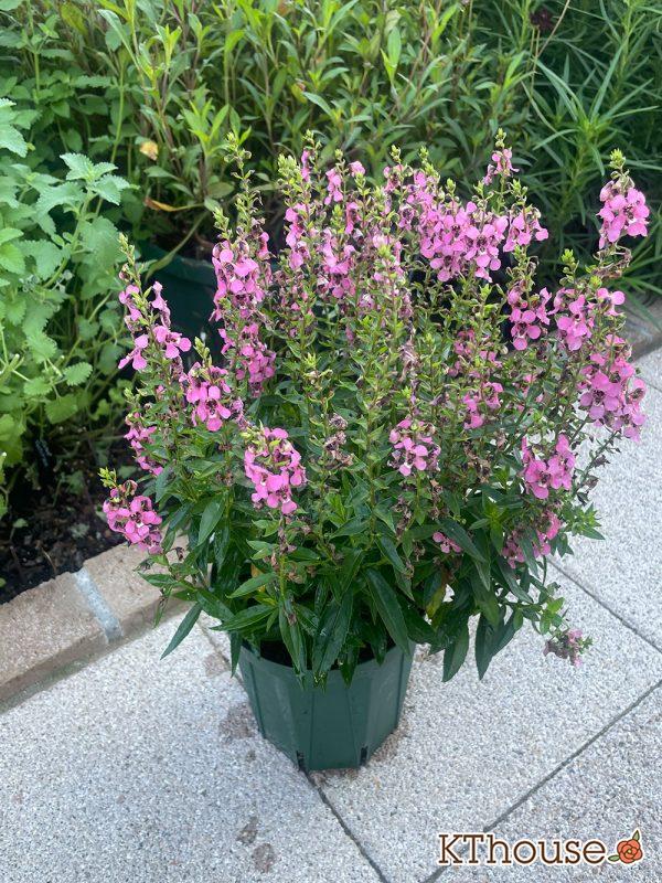 アンゲロニア スリッド鉢 ピンク 2024/7/20