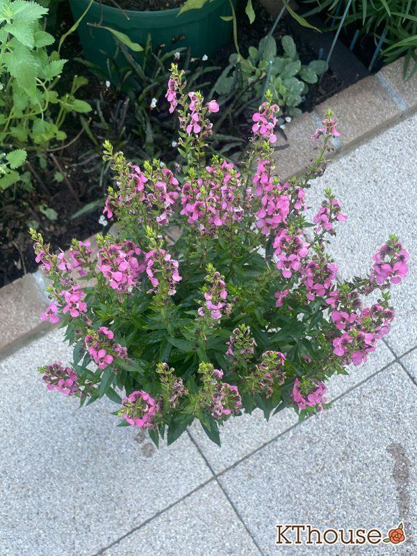 アンゲロニア スリッド鉢 ピンク 2024/7/20