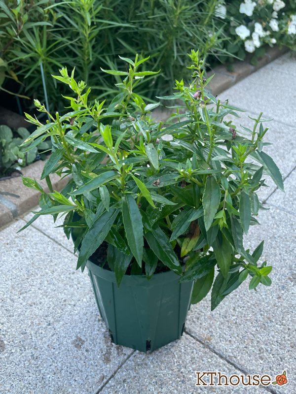 アンゲロニア スリッド鉢 ピンク 2024/7/20