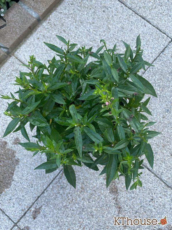 アンゲロニア スリッド鉢 ピンク 2024/7/20