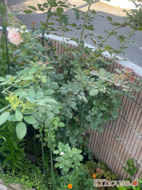 シュラブローズ・バラ「クリスティアーナ(christiana)」2024/7/20