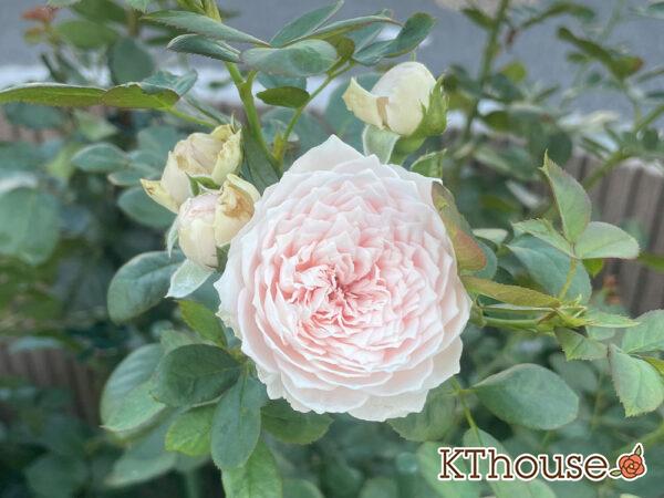 シュラブローズ・バラ「クリスティアーナ(christiana)」2024/7/20