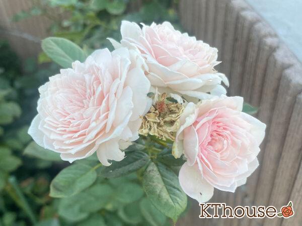 シュラブローズ・バラ「クリスティアーナ(christiana)」2024/7/20