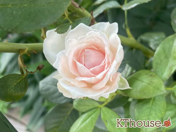 シュラブローズ・バラ「クリスティアーナ(christiana)」2024/7/20