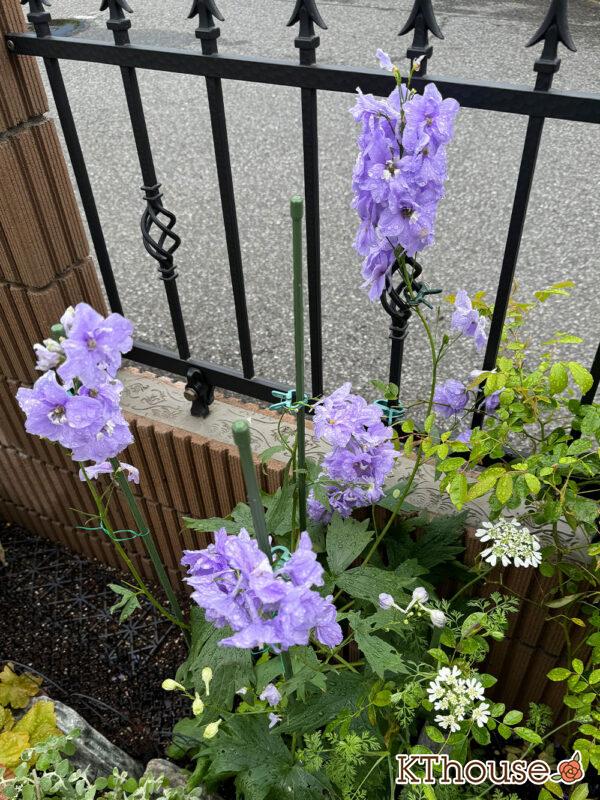 デルフィニウム・オーロラ ラベンダー 2025/5/25