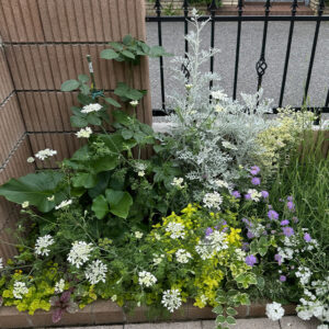 オルラヤ・オルレア（ホワイトレースフラワー）（Orlaya grandiflora）2025/5/27