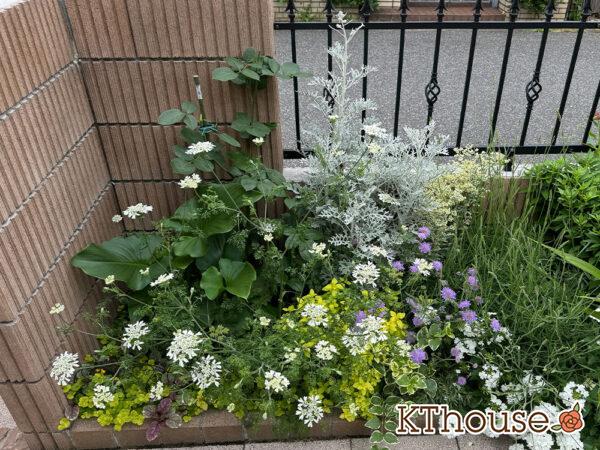 オルラヤ・オルレア(ホワイトレースフラワー)(Orlaya grandiflora)2025/5/27