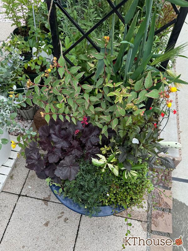 【寄せ植え】ダリア・ヒペリカム トリカラー・ブラキカム スープリームホワイト・ヒューケラ・ワイヤープランツ・ヘンリーツタ ベロニカ 2025/5/28