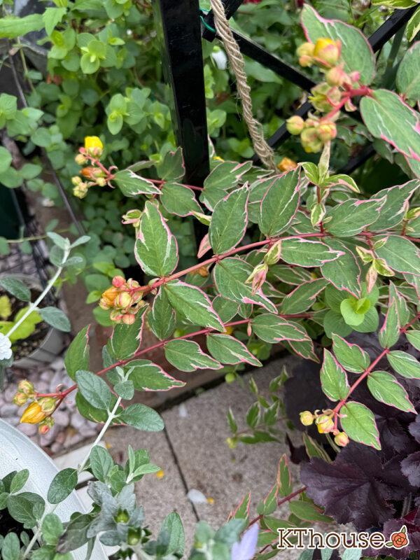 ヒペリカム トリカラー 2025/5/28