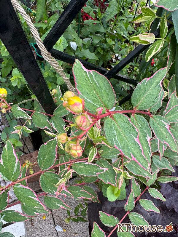 ヒペリカム トリカラー 2025/5/28