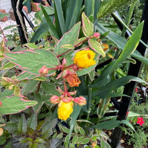 ヒペリカム トリカラー 2025/5/28