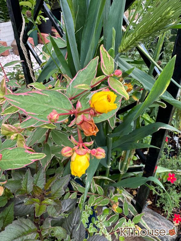 ヒペリカム トリカラー 2025/5/28