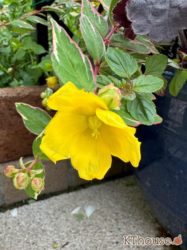 ヒペリカム トリカラー 2025/5/28