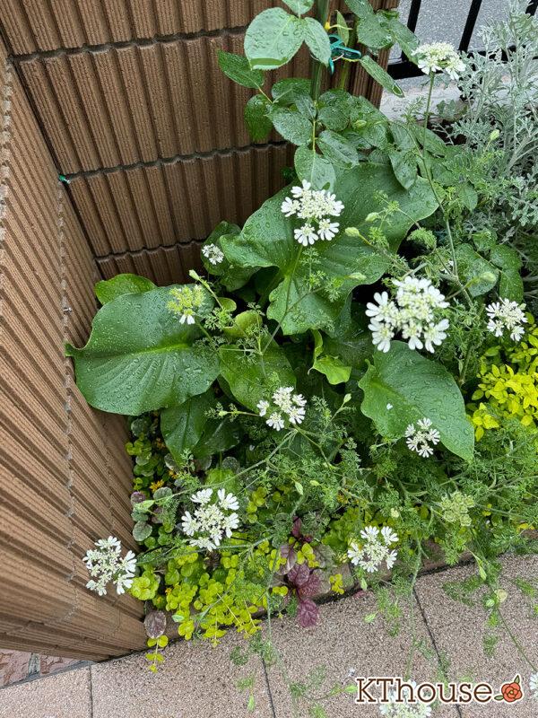 オルラヤ・オルレア(ホワイトレースフラワー)(Orlaya grandiflora)2025/5/31