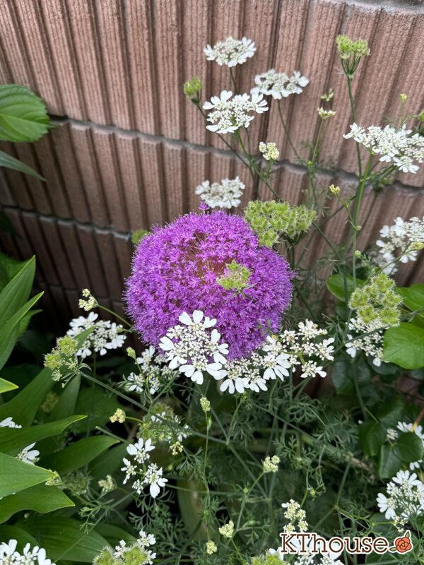 オルラヤ・オルレア(ホワイトレースフラワー)(Orlaya grandiflora)2025/6/2