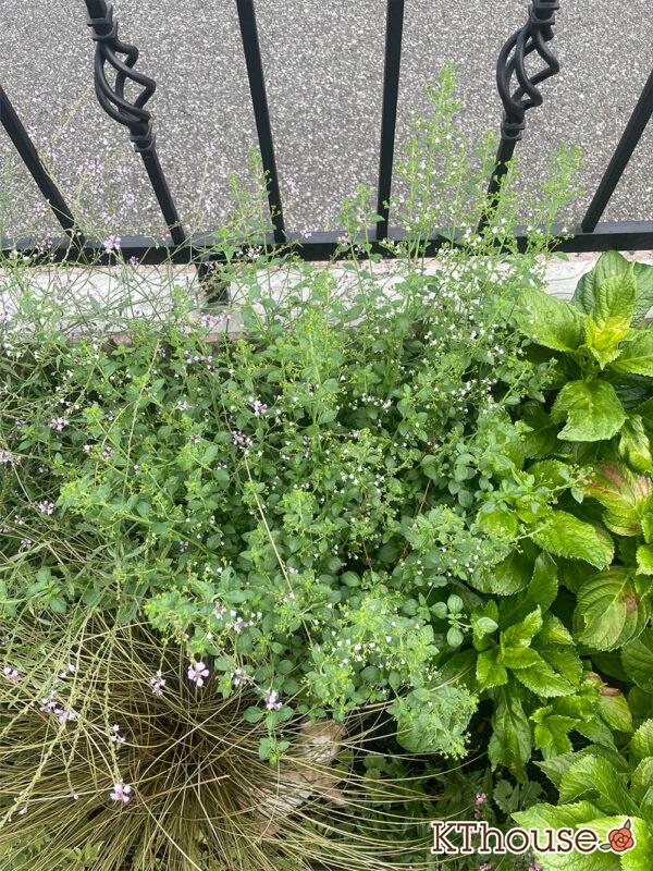 カラミンサ・ネペタ(Calamintha nepeta) 2024/7/27