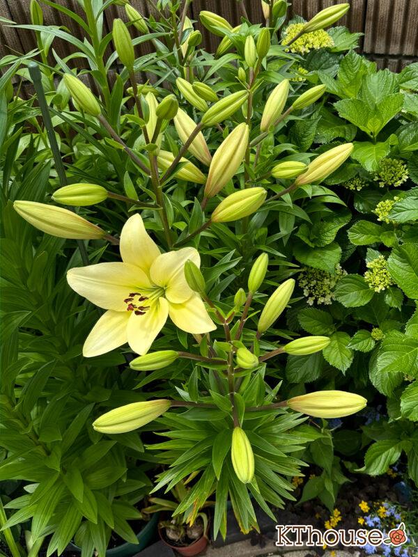 百合ゆり ユリ リリー 2025/6/4 開花の様子