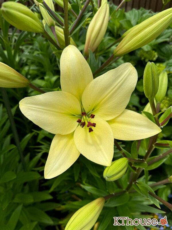 百合ゆり ユリ リリー 2025/6/4 開花の様子